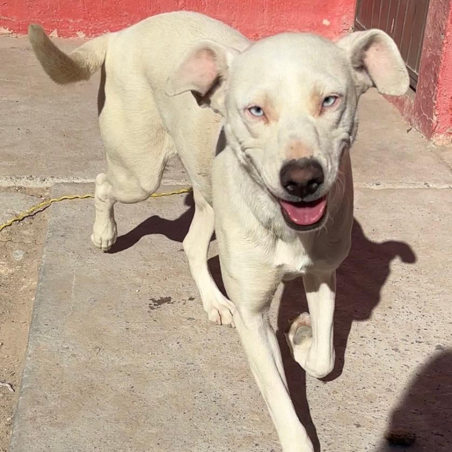 LUNA | Raza Mestiza | Perdida