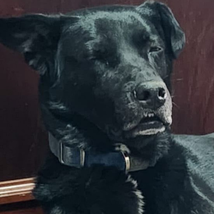 PERRY | Raza Mestizo, cruza de Labrador | Perdido