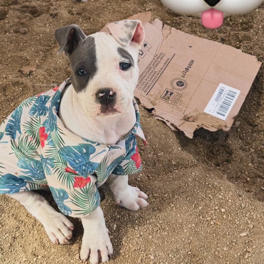 CASPER | Raza American Pitbull Terrier | Perdido