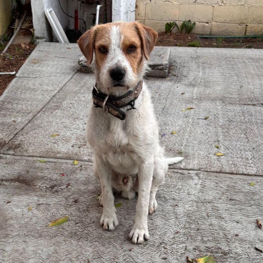  | Raza Mestizo | Encontrado