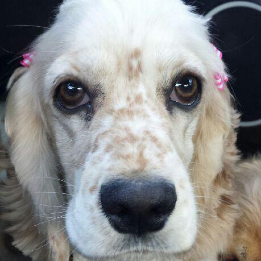 MÍA | Raza Cocker Spaniel Americano | Perdida