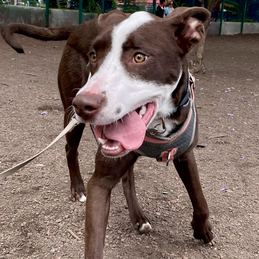 HADES | Raza Mestizo, cruza de American Pitbull Terrier | En Adopción