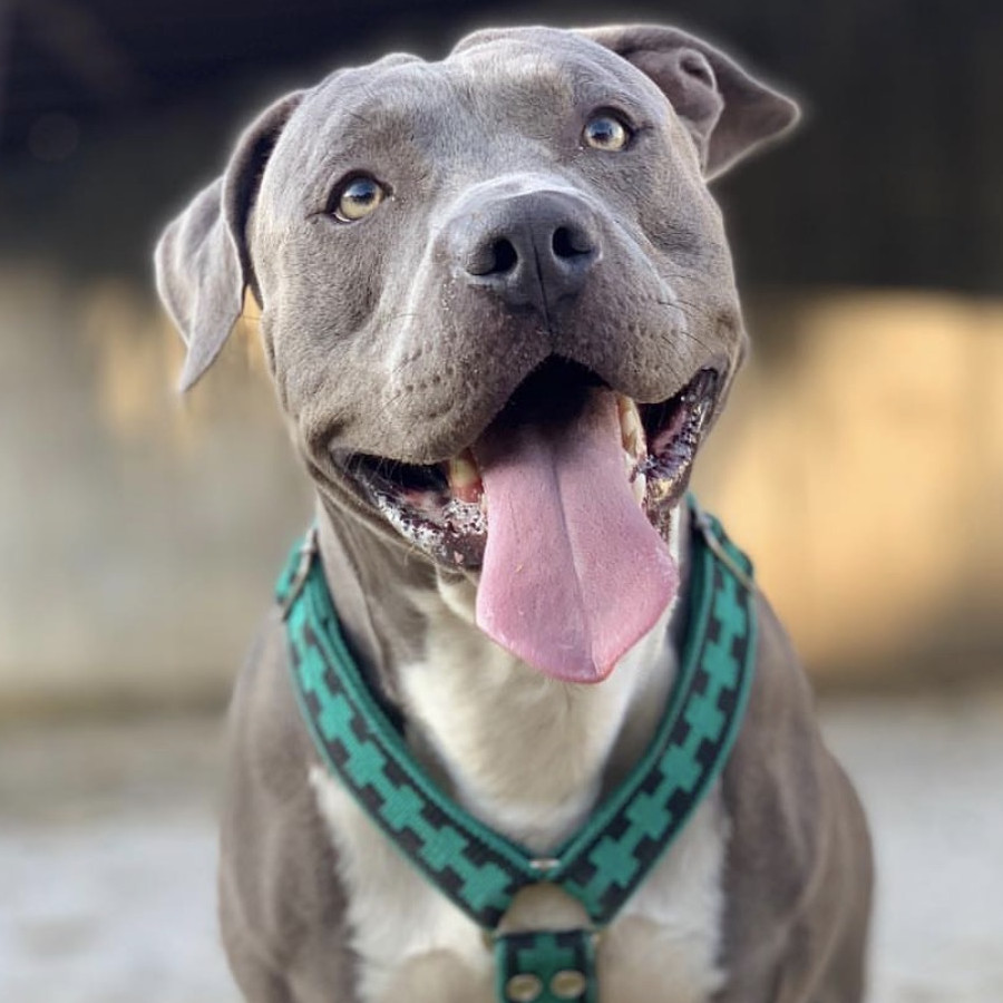 DRACO | Raza American Pitbull Terrier | Perdido