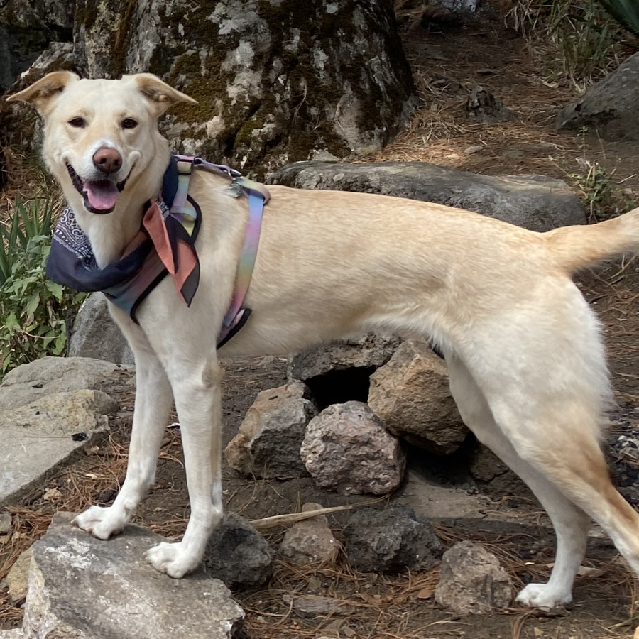 SABINE | Raza Mestiza, cruza de Labrador | Final Feliz