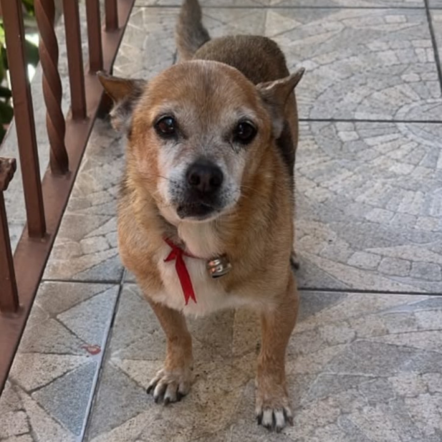 PULGA | Raza Chihuahua | Perdido