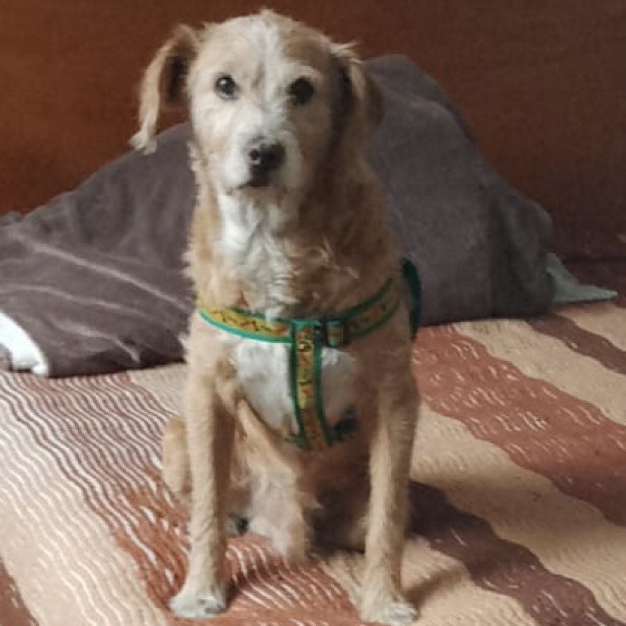  | Raza Mestizo, posible cruza de Labrador | Encontrado
