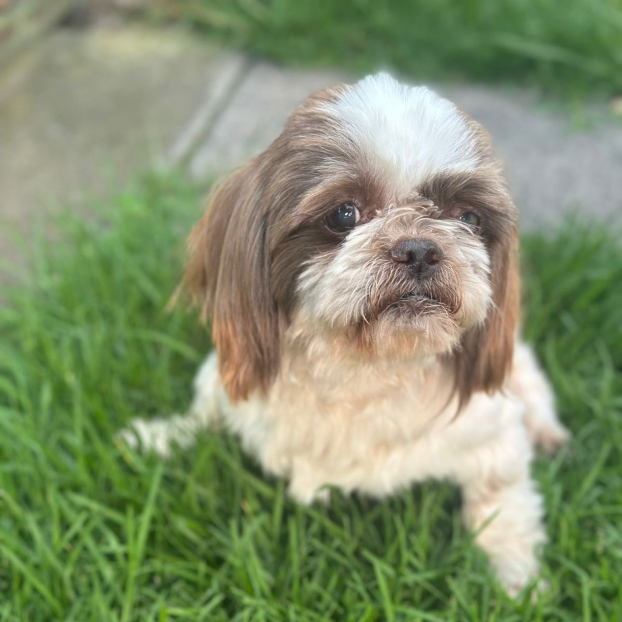  | Raza Shih Tzu  | Final Feliz