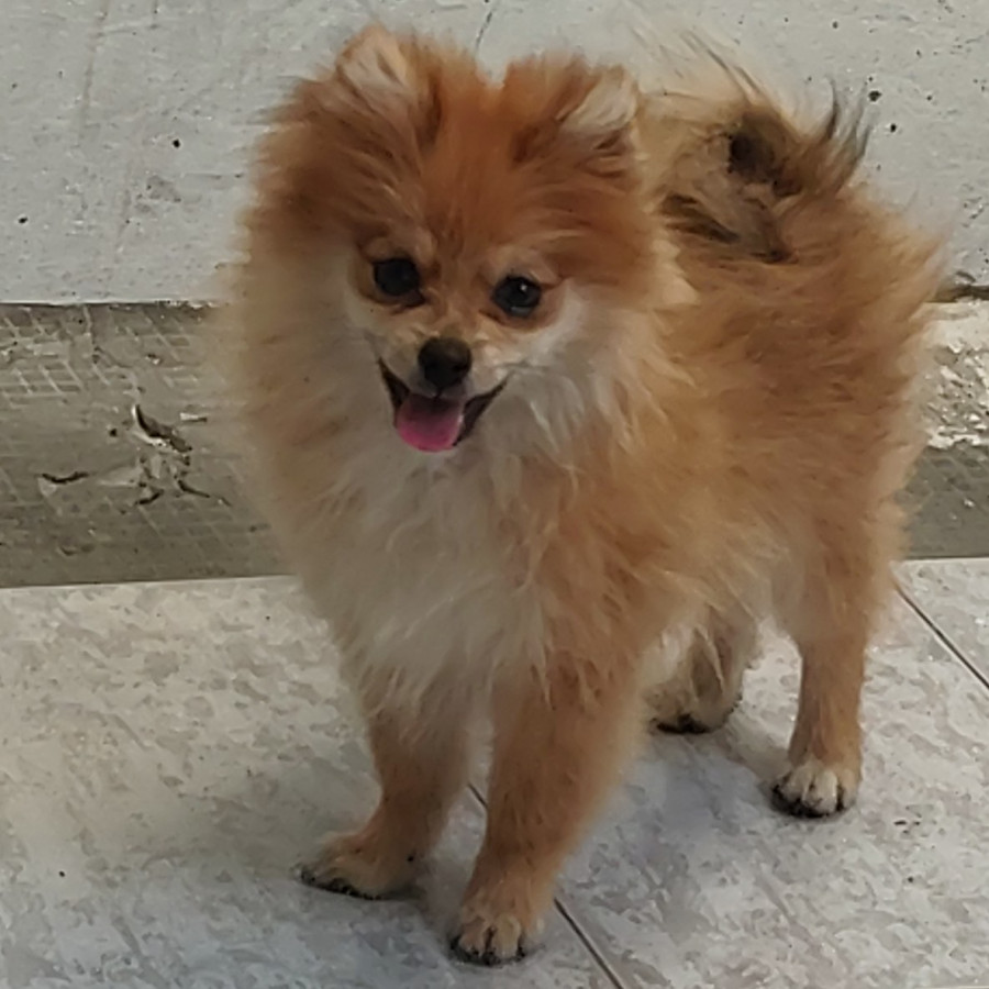 CANELA | Raza Pomerania | Perdida