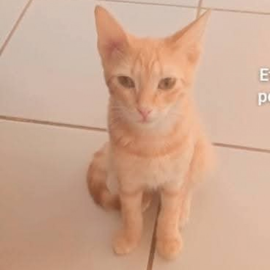 CHESTER | Raza Doméstico Américano de Pelo Corto | Perdido