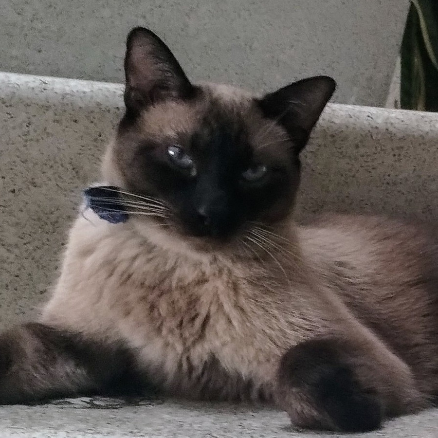 COSMO | Raza Siamés Punto Foca | Perdido