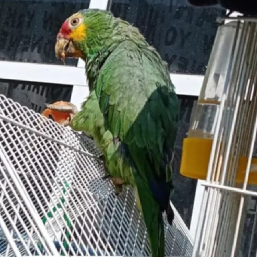 RORO | Raza Loro Atolero O De Frente Roja | Perdida