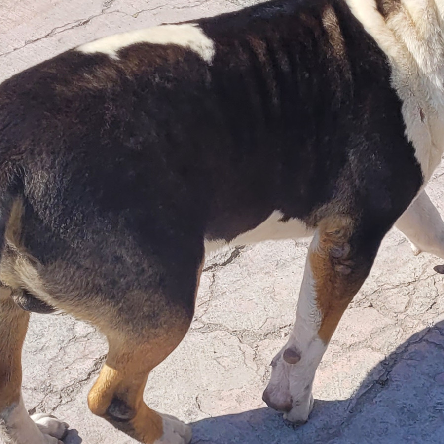 KOVU | Raza Bull Terrier Inglés | Perdido