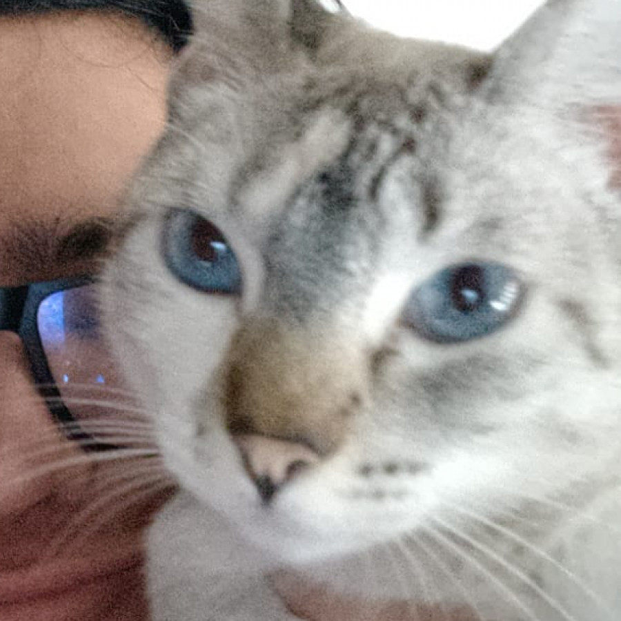 YUNA | Raza Aslan o Siamés moderno, punto tabby | Perdida