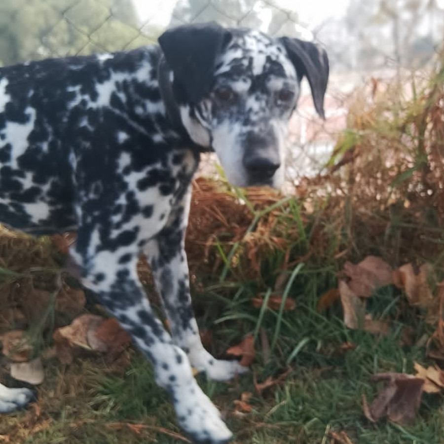  | Raza Dálmata | Encontrado