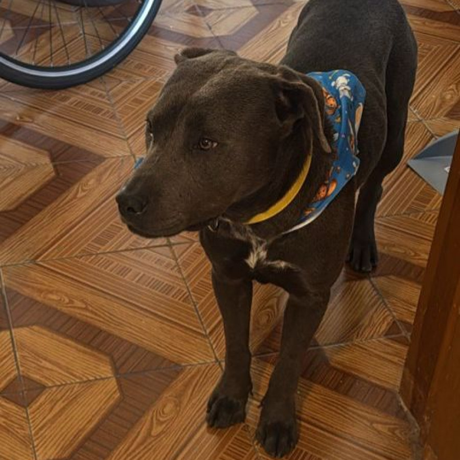 TURÍN | Raza Mestizo, cruza de American Pitbull Terrier con Labrador | Perdido