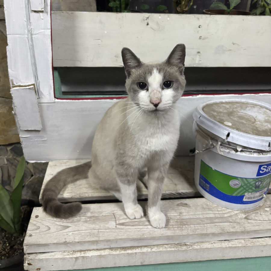 OLIVER | Raza Snowshoes | Perdido