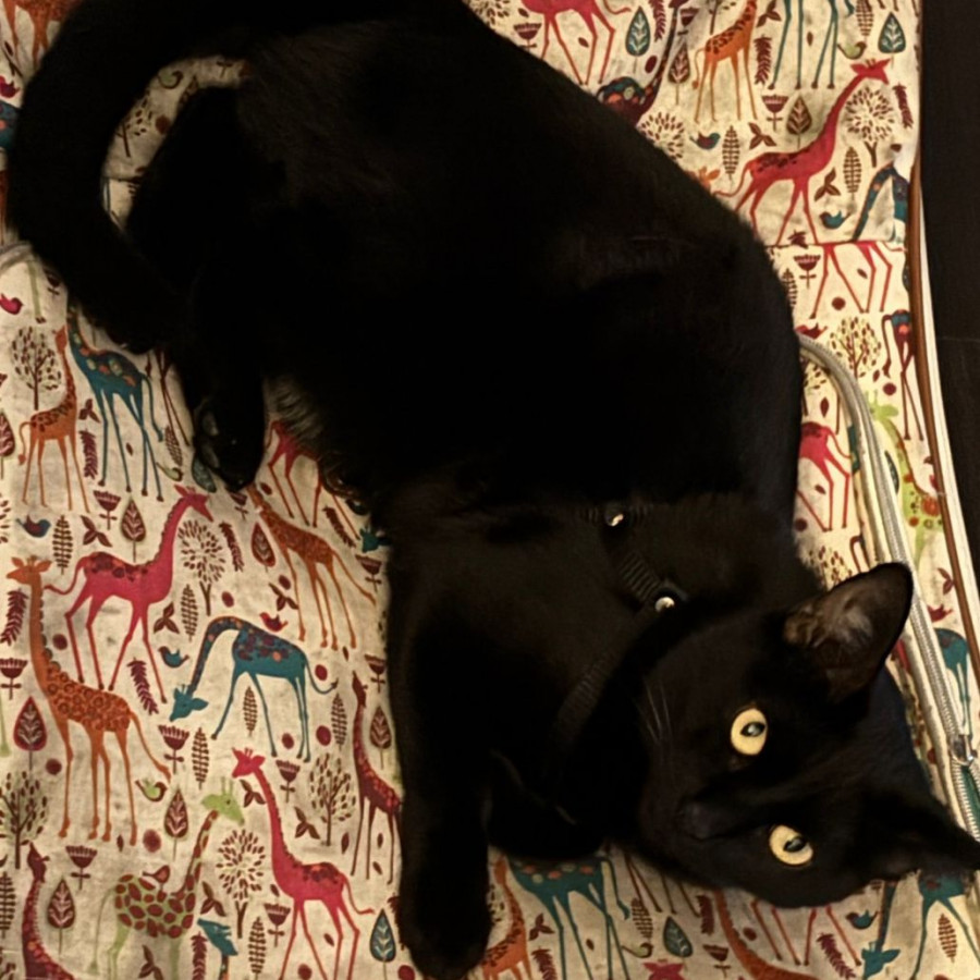 NIÑA | Raza Bombay | Perdida