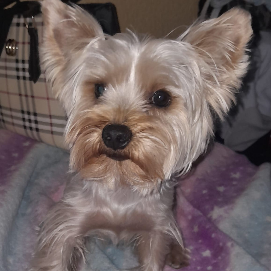 PIPO | Raza Yorkshire Terrier (Yorkie) | Perdido