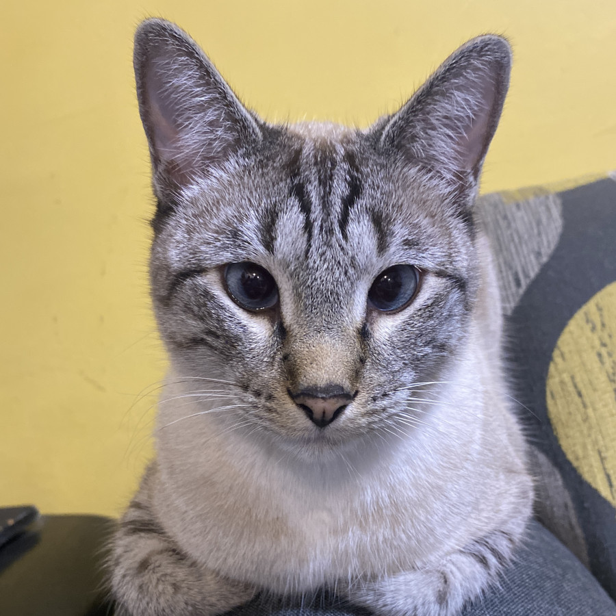 MISCO | Raza Aslan o Siamés moderno, punto tabby | Perdido