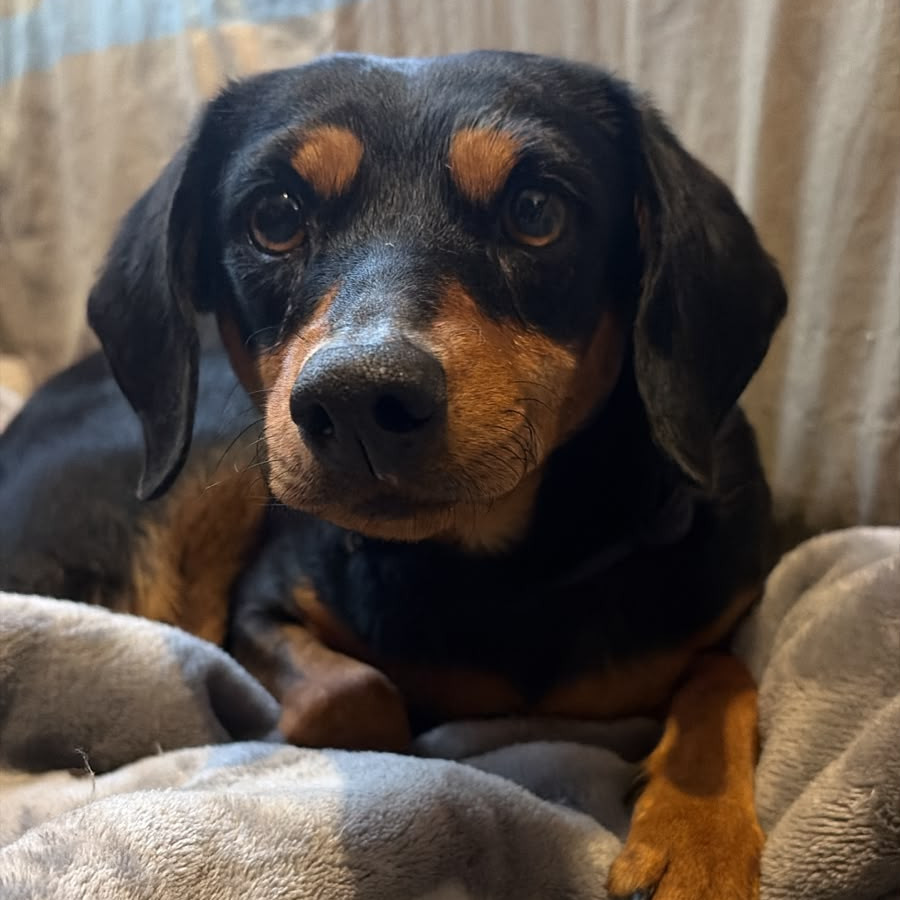  | Raza Mestiza, cruza de Dachshund o Salchicha | Encontrada