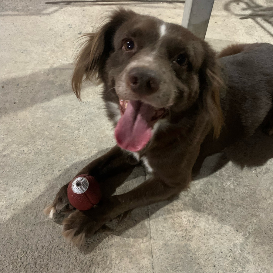 PIOJO | Raza Mestizo, cruza de Cocker Spaniel | Final Feliz