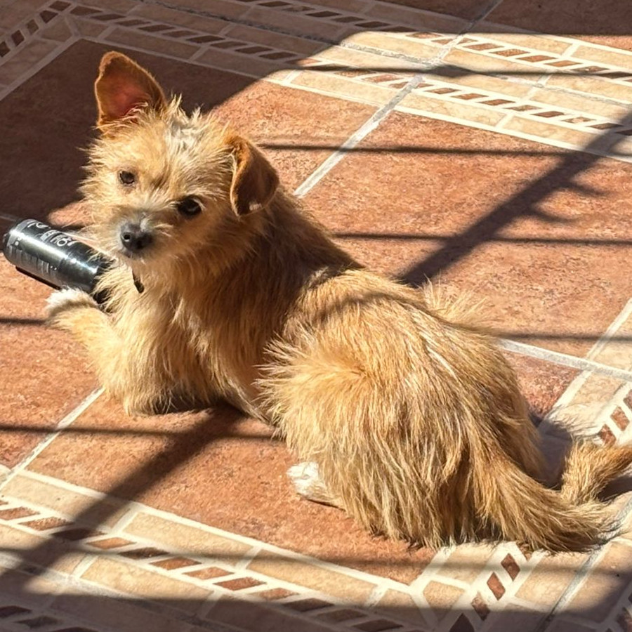 RAMBO | Raza Mestizo | Perdido