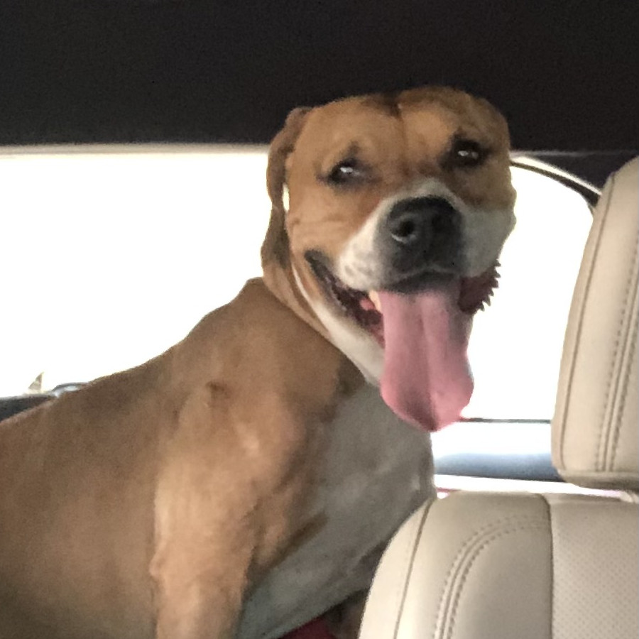  | Raza Mestizo,  cruza de American Pitbull Terrier con Bóxer | Encontrado