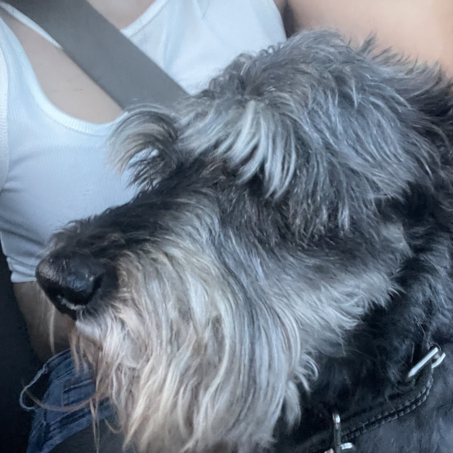 CODY | Raza Schnauzer | Perdido