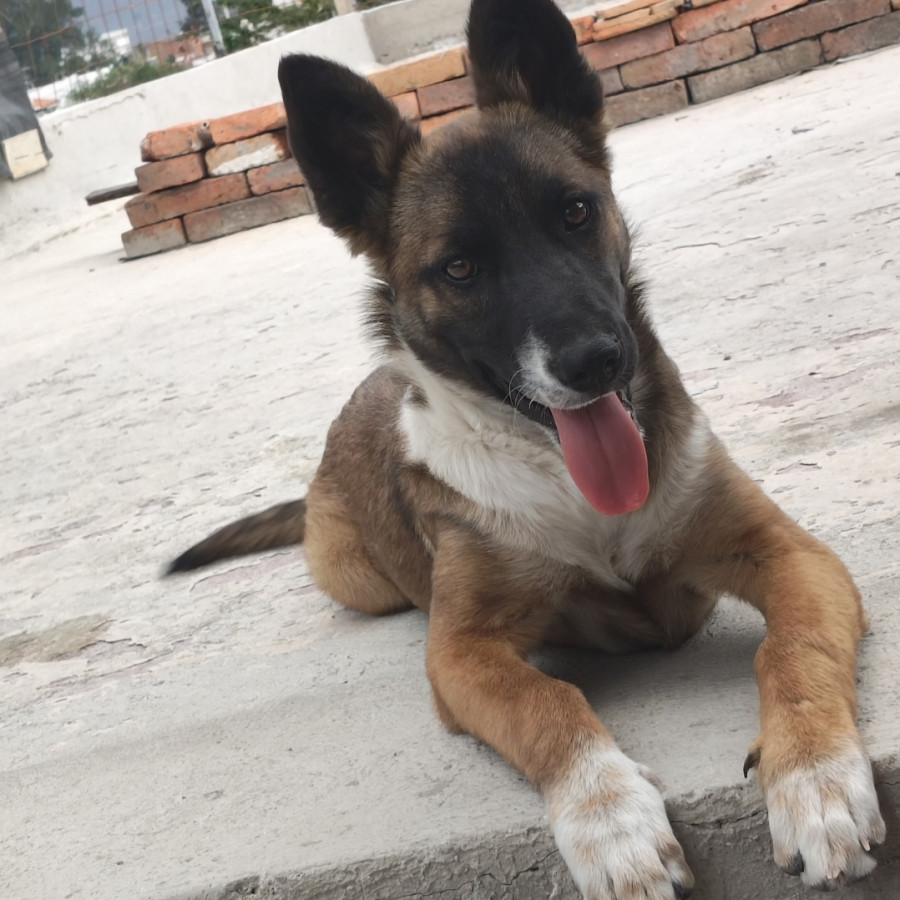 MOKA | Raza Mestiza, cruza de Pastor Belga Malinois | Perdida
