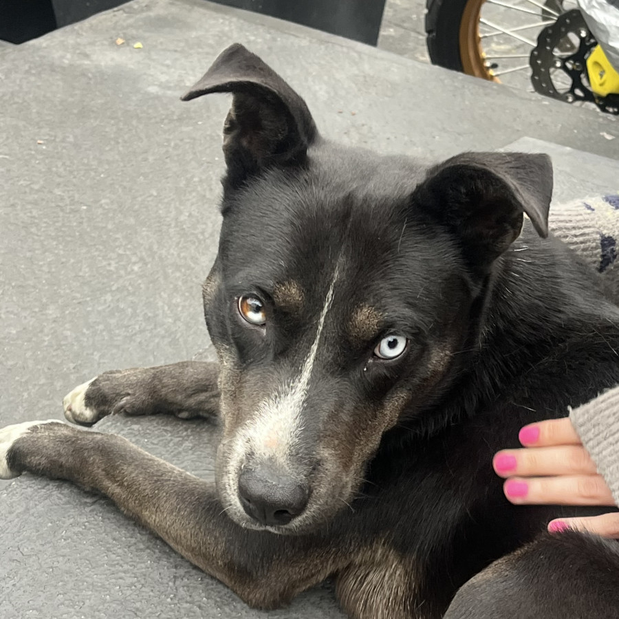  | Raza Mestiza | Encontrada