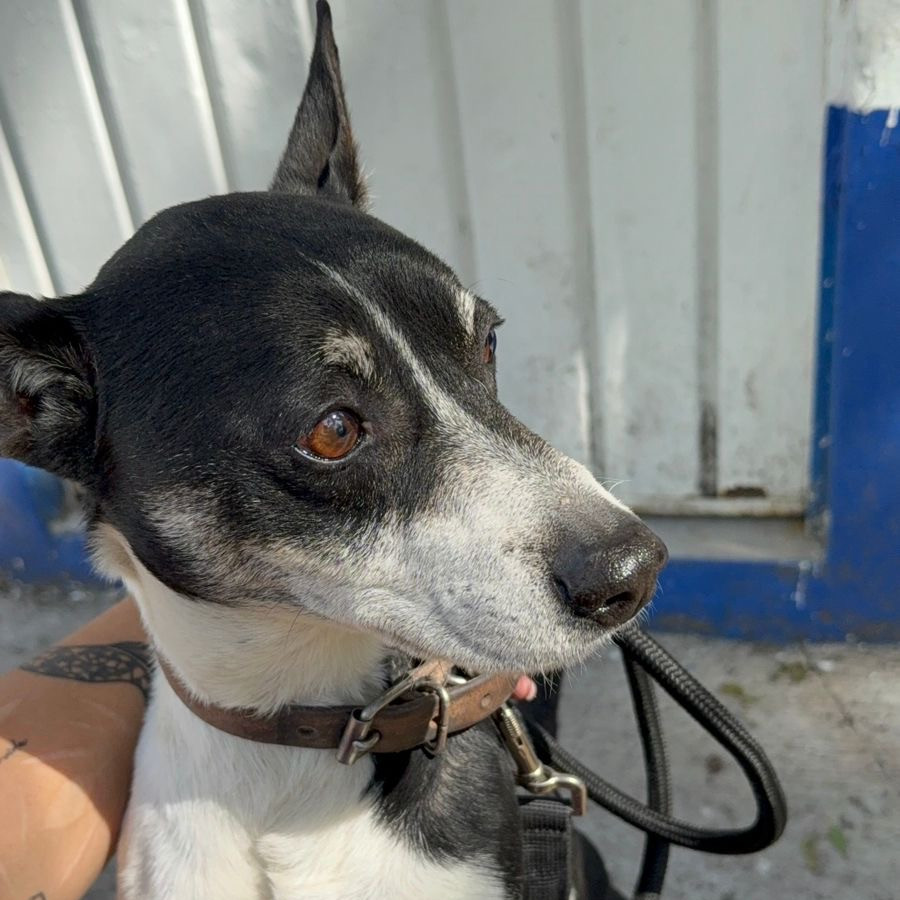  | Raza Mestizo, posible cruza de  Fox Terrier | Encontrado