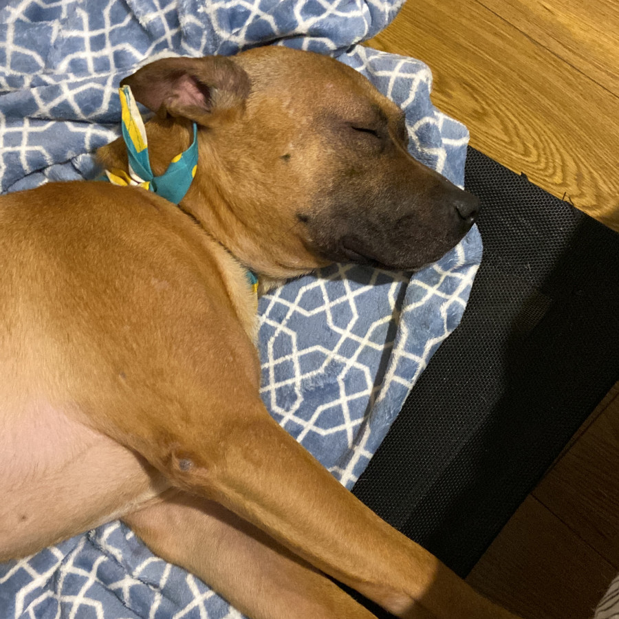 SULTÁN | Raza Mestizo, cruza de Shar Pei con American Pitbull Terrier | Final Feliz