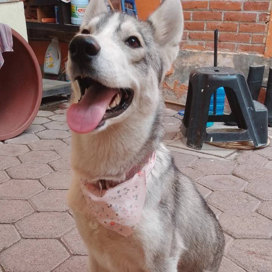 CELESTE | Raza Husky Siberiano | Perdida