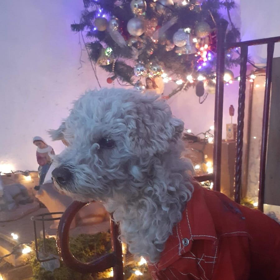 CRASH | Raza French Poodle o Caniche | Perdido