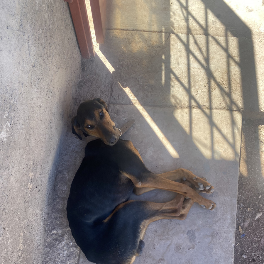 PETER | Raza Dóberman Pinscher | Perdido
