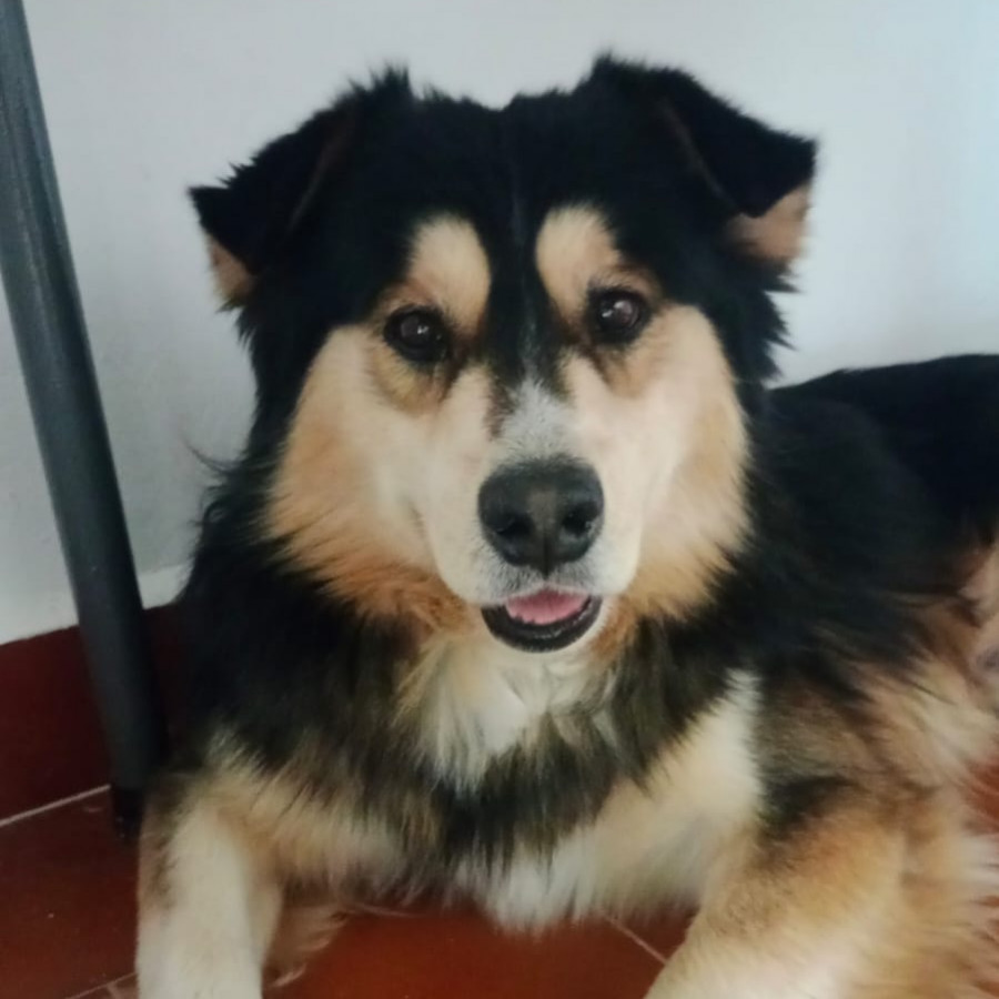  | Raza Mestizo, cruza de Husky con Border Collie | Encontrado