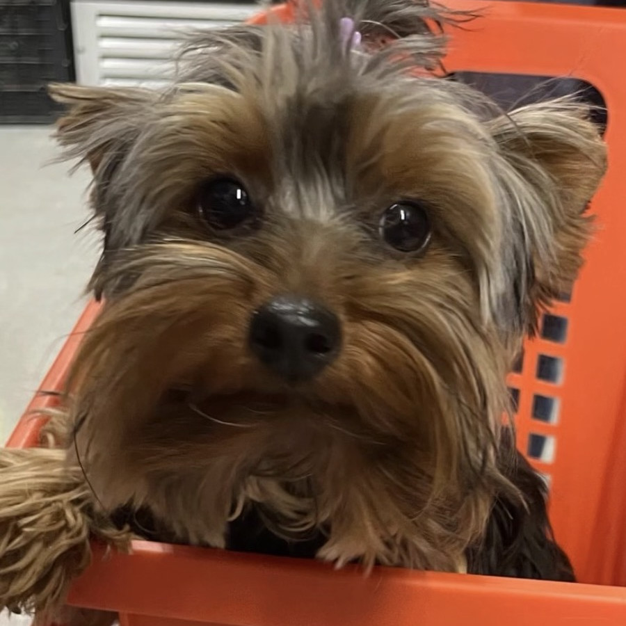 CHANEL | Raza Yorkshire Terrier (Yorkie) | Perdida