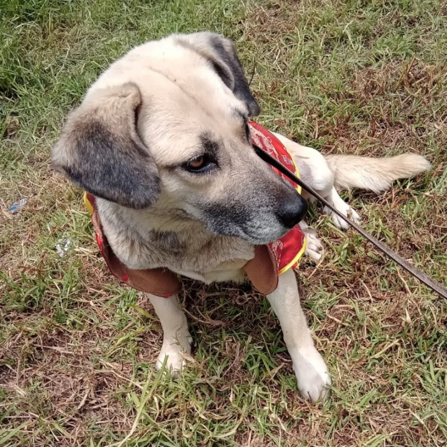 SABY | Raza Mestiza | En Adopción