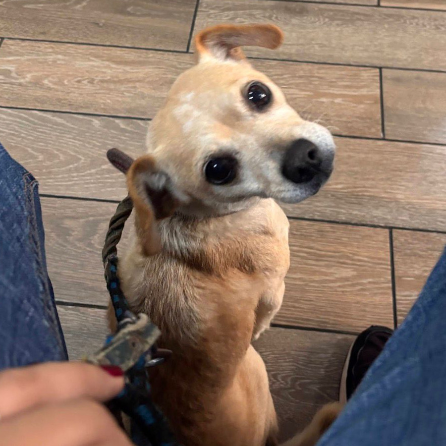 NINA | Raza Mestiza, cruza de Chihuahua | Final Feliz