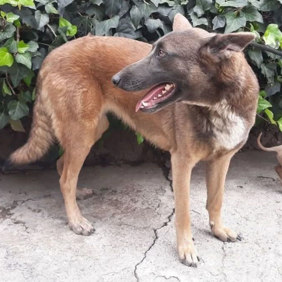VALQUIRA | Raza Mestiza, cruzacde Pastor Belga Malinois | Perdida