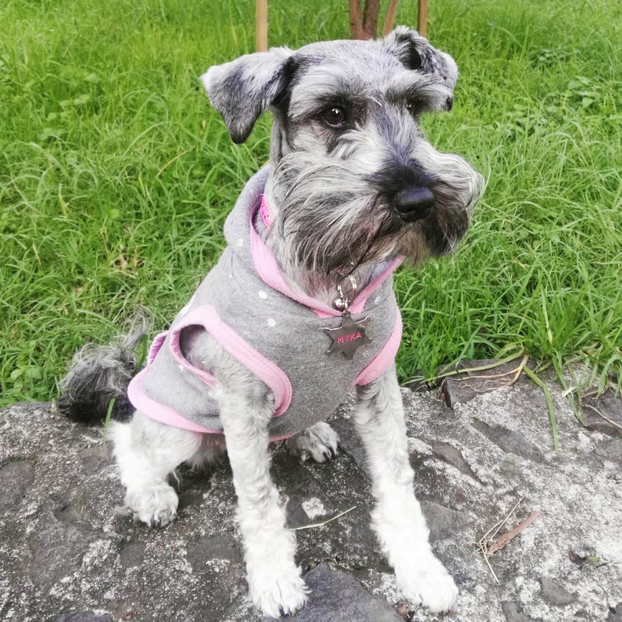 MIKA | Raza Schnauzer | Perdida
