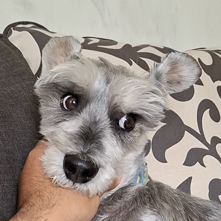 BIGO | Raza Schnauzer | Final Feliz
