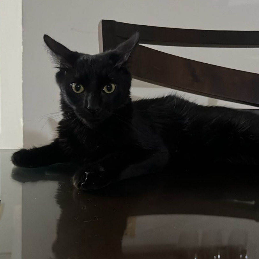 NEGRITO | Raza Angora Turco Negro | Perdido