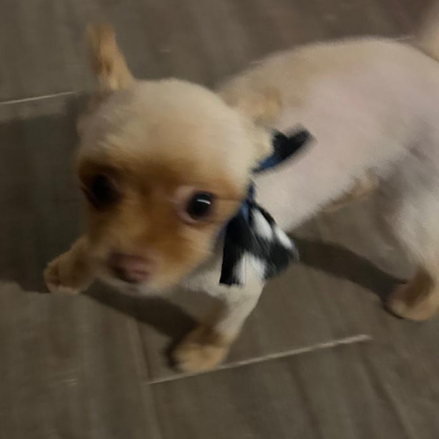 TIMÓN | Raza Pomerania | Perdido