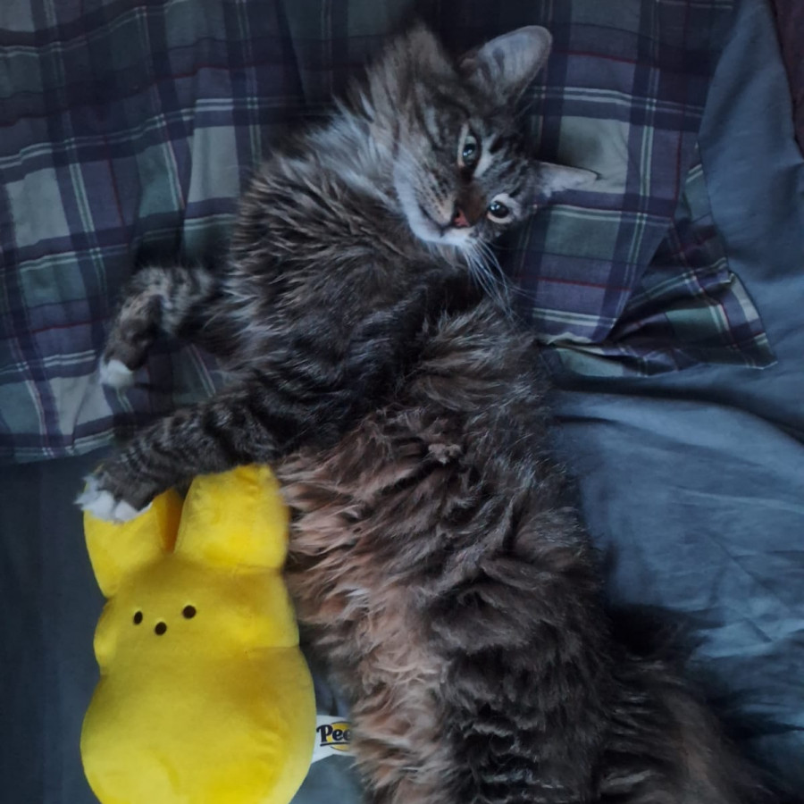 KATTY | Raza Doméstico Américano de Pelo Largo | Perdida