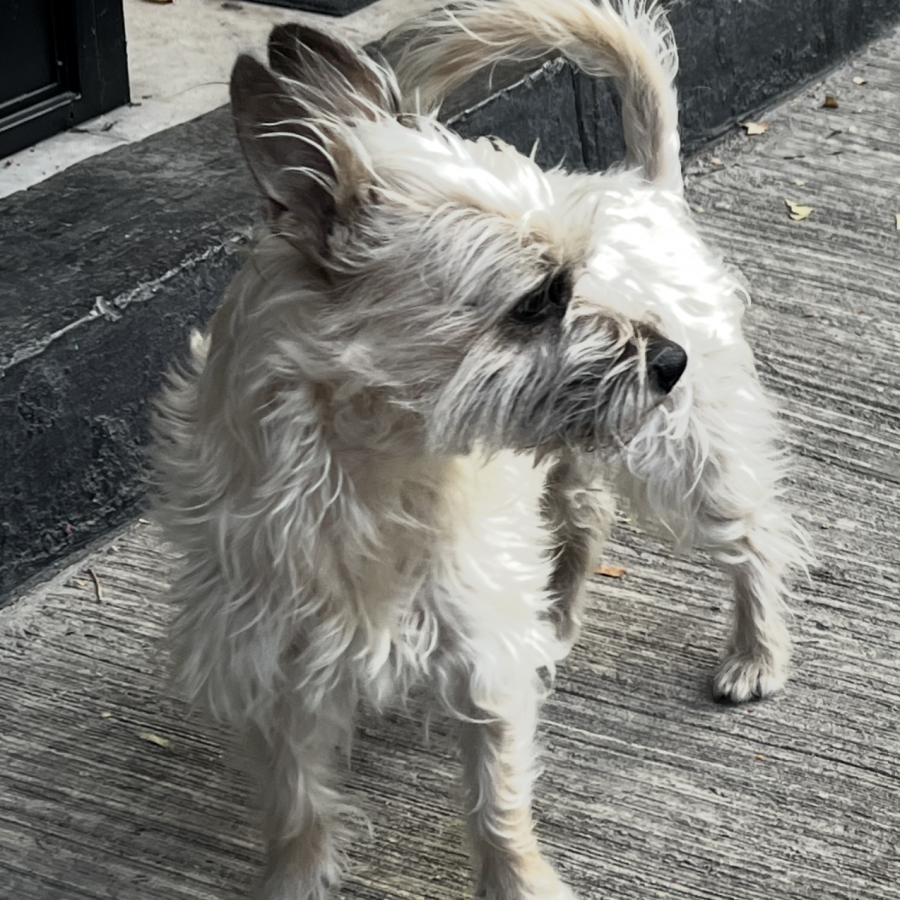 CHOCK | Raza Mestizo, cruza de Chihuahua con Schnauzer, (Chizer) | Perdido