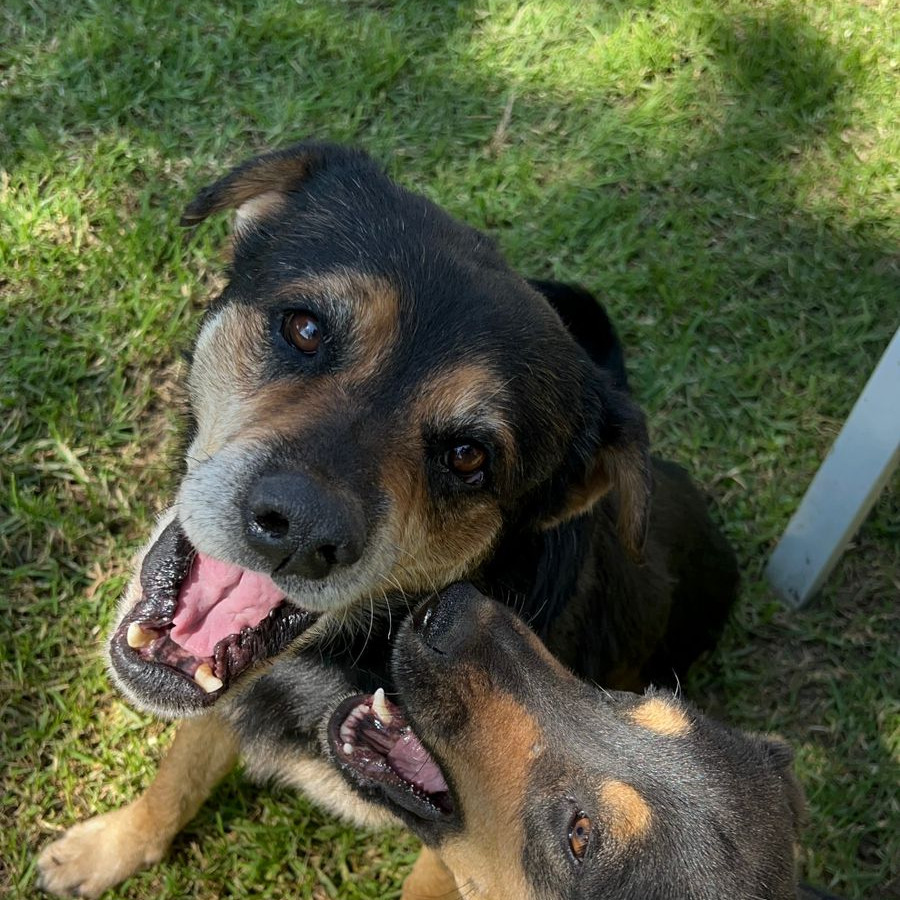 SR. TOBÍAS | Raza Mestizo | En Adopción