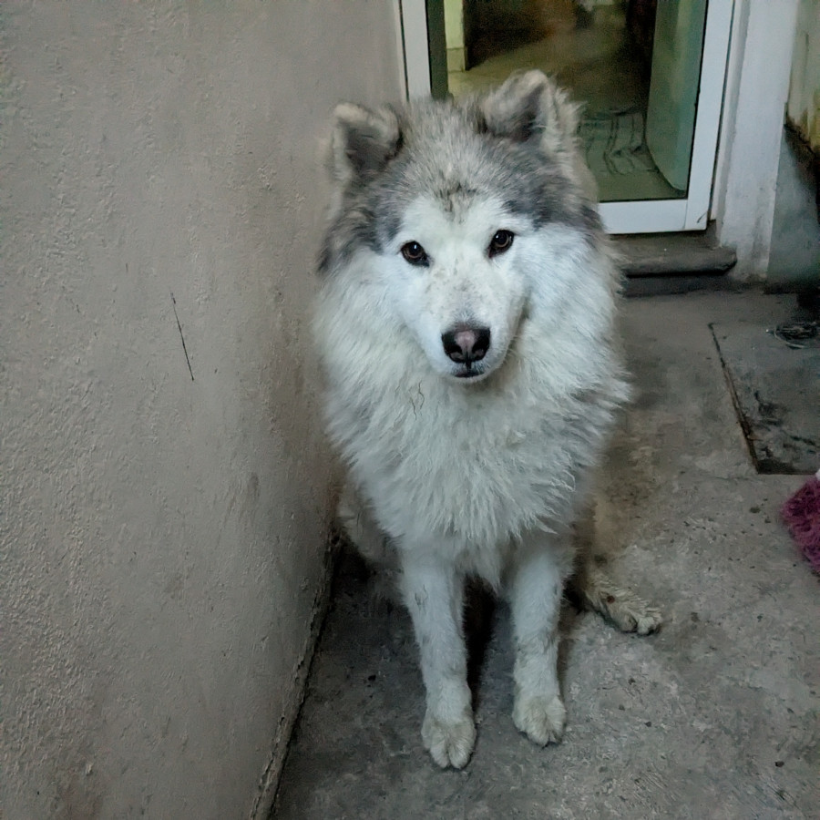  | Raza Malamute de Alaska o Alaskan Malamute | Final Feliz