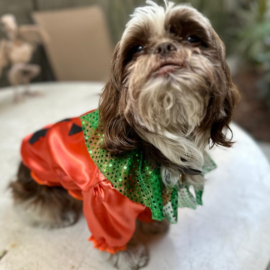 MYA | Raza Shih Tzu  | Perdida