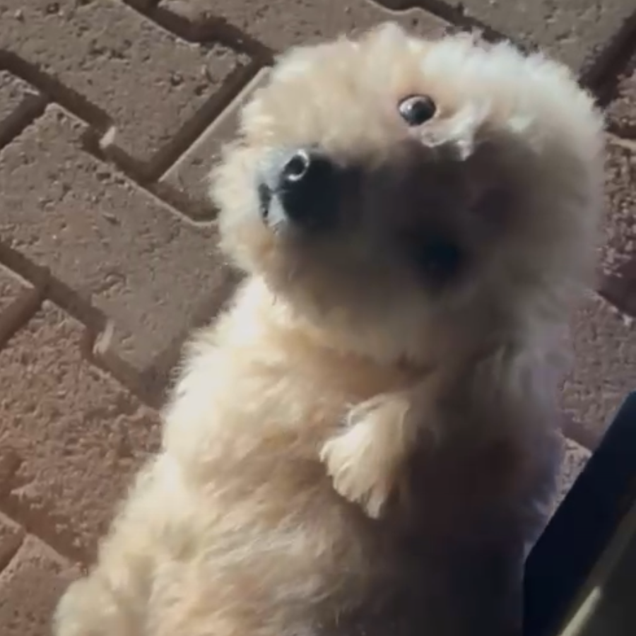 ZEUS | Raza Maltés | Final Feliz